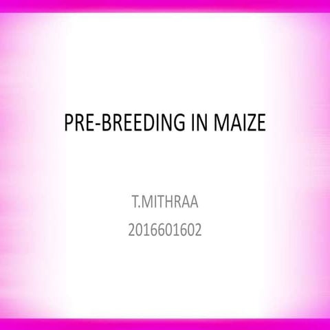 Pre breeding in maize