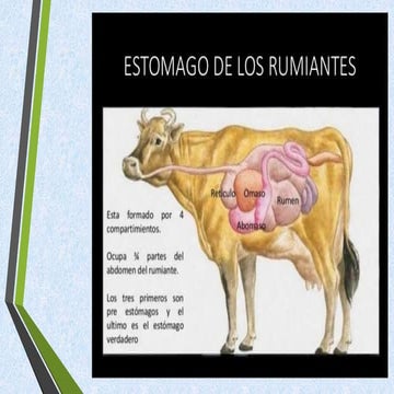 Pre estomago de los rumiantes