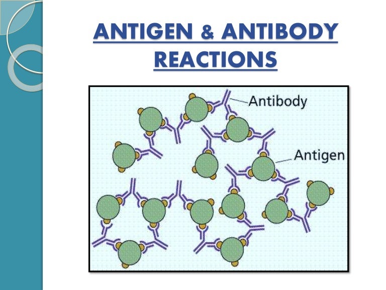 AntigenAntibody Reactions