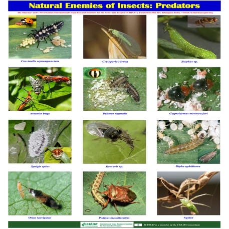  Natural enemies of insects: Predators 