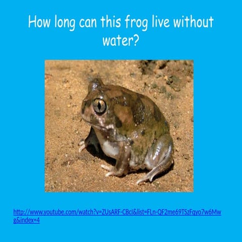 Predators or prey.pptxpptpptpptpptpptppt