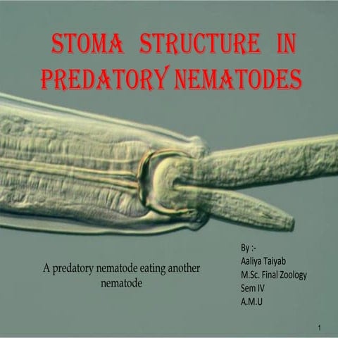 Predatory nematodes by AALIYA TAIYAB
