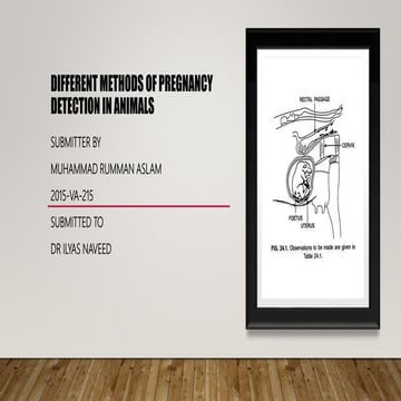 Pregnancy detection in different animals