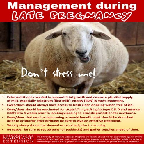 Management during late pregnancy