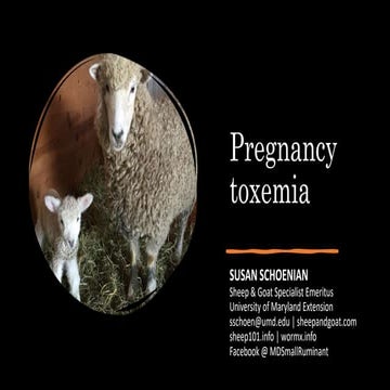 Pregnancy Toxemia in sheep