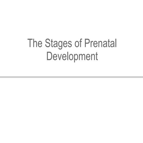 Prenatal Development Ppt