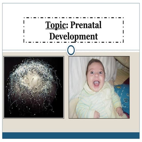 Prenatal Development Pptxprenatal Development Pptx
