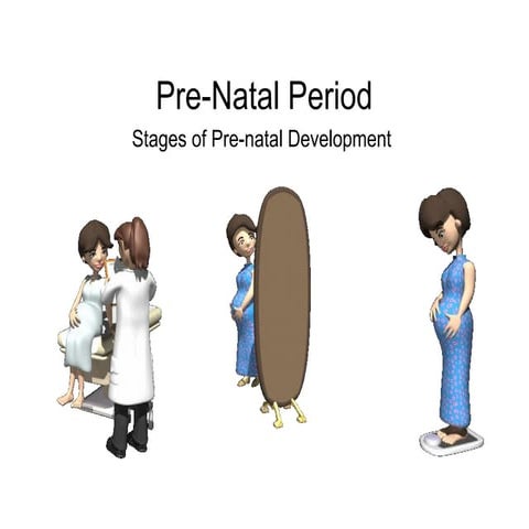 discussion about the stages of prenatal development