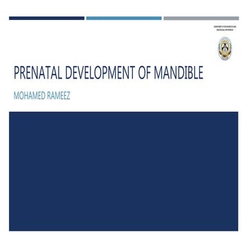 Prenatal development of mandible