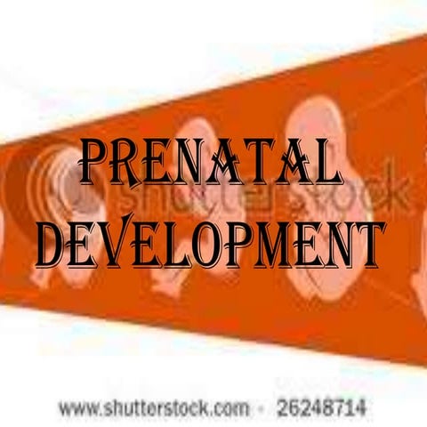 Prenatal development report