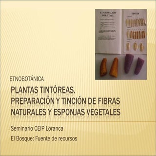 Preparación y tinción de esponjas v...