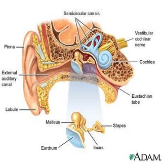 Prepare Ur Self 2 Ent Osce