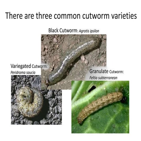 Cutworms