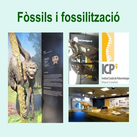 Presentació fòssils i fossilització