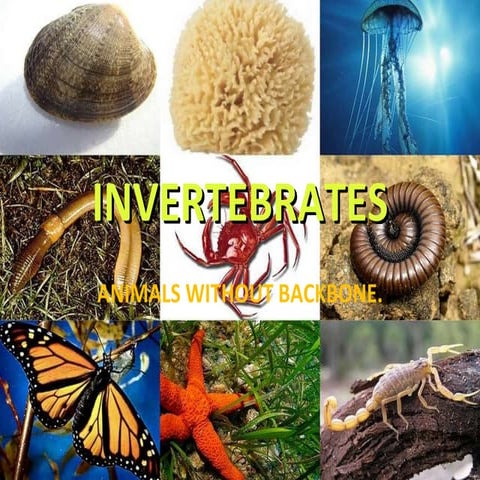 Invertebrates presentation