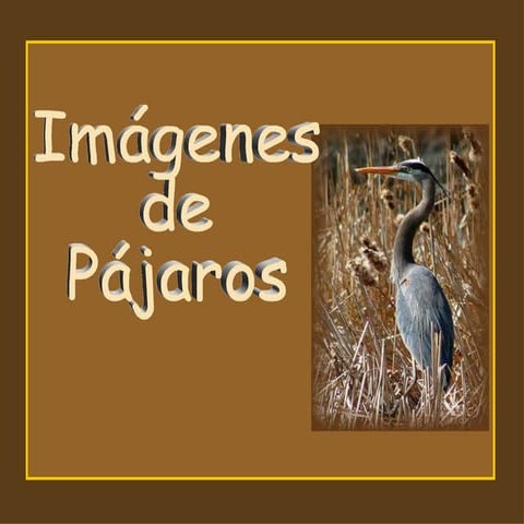 Pájaros