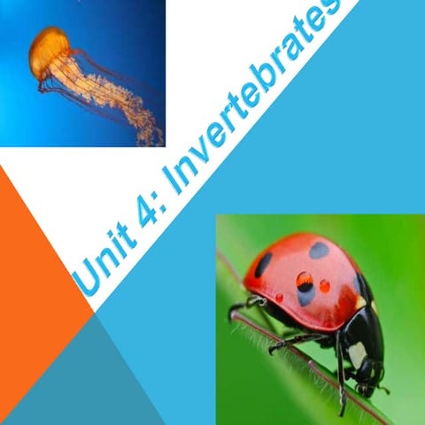 The simplest invertebrates