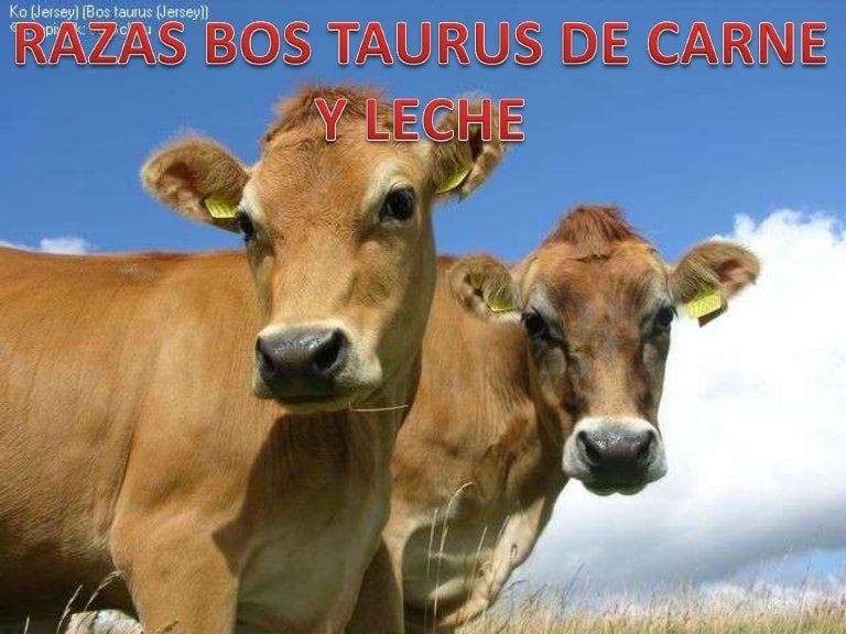 Razas Bos Indicus y Bos taurus