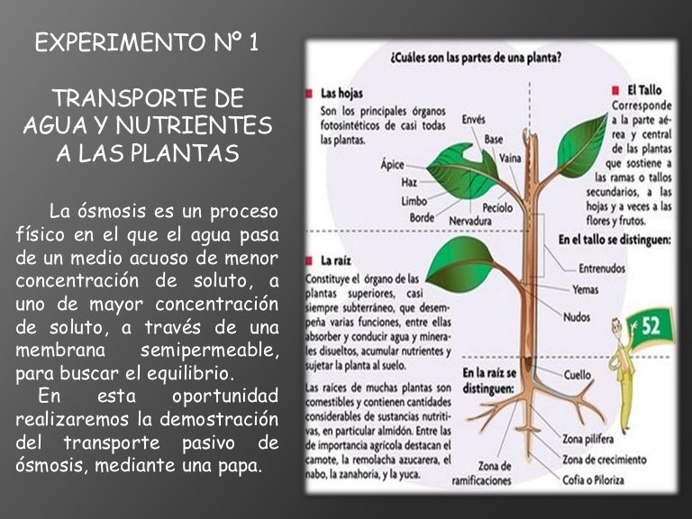 NUTRICIÓN DE LAS PLANTAS