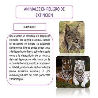 ANIMALES EN PELIGRO DE EXTINCION