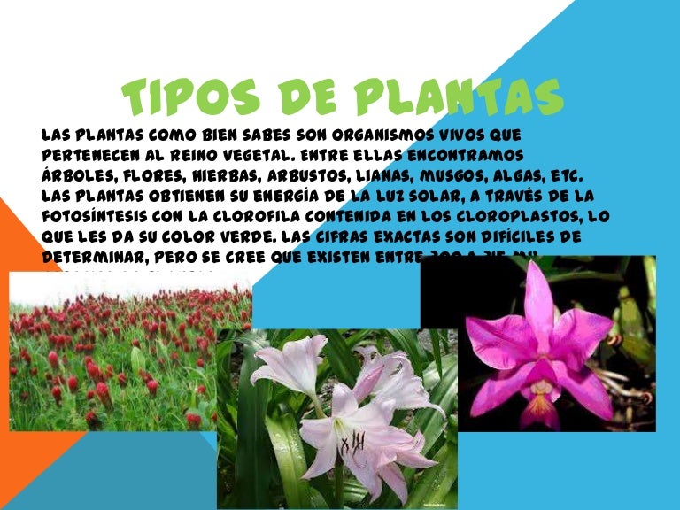 Clases De Plantas