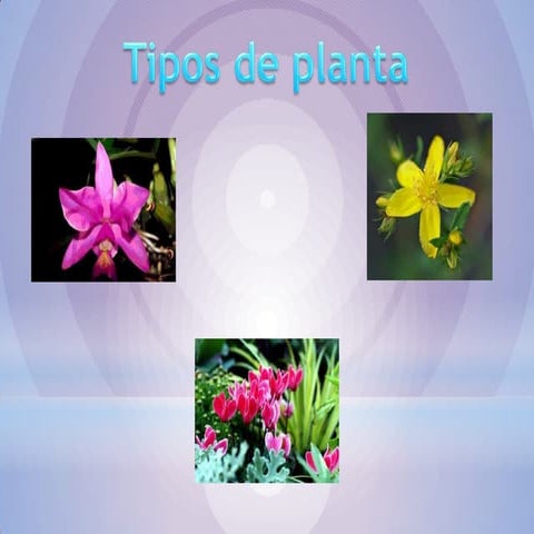 las plantas y las rosas