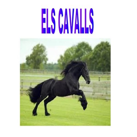CAVALLS
