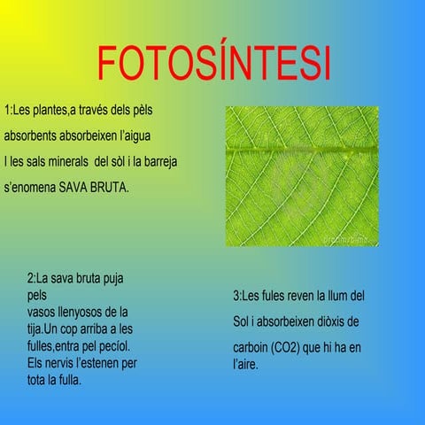 Fotosíntesis