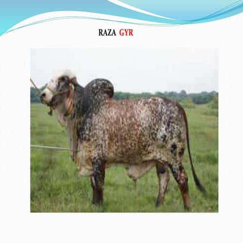 Raza gyr | PPTX