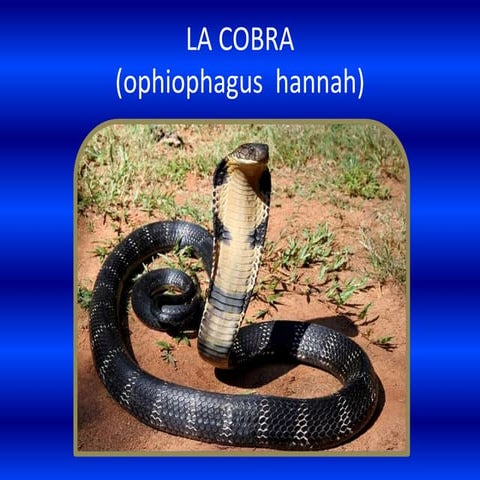 La cobra