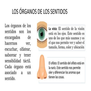 Organos De Los Sentidos Anatomia Pdf www.slideshare.net