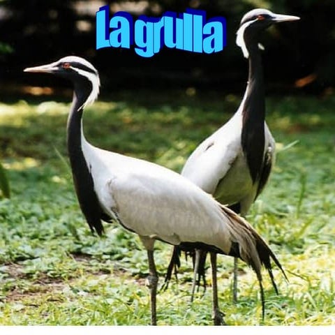 Presentación1  fede rametta