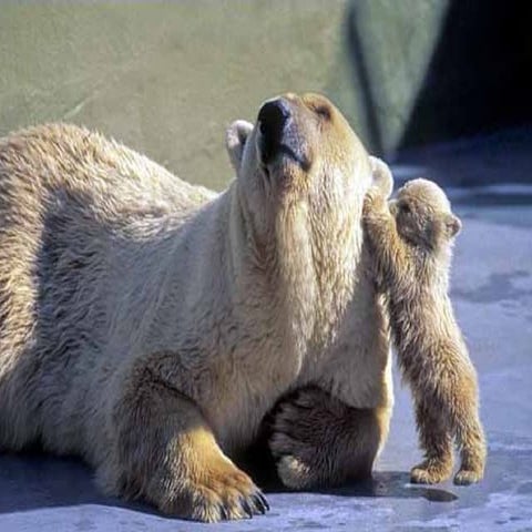 חיות - תמונות יפות