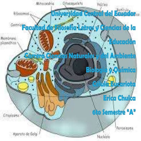 La célula eucariota por Erica Chulca 