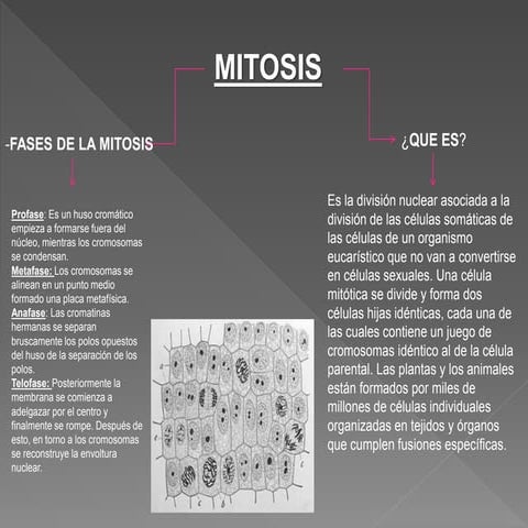 MITOSIS Y MEIOSIS. PRESENTACION