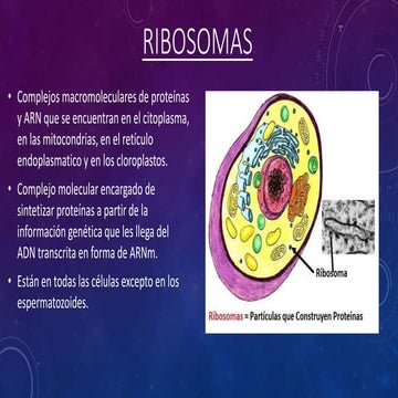 Ribosomas | PPTX