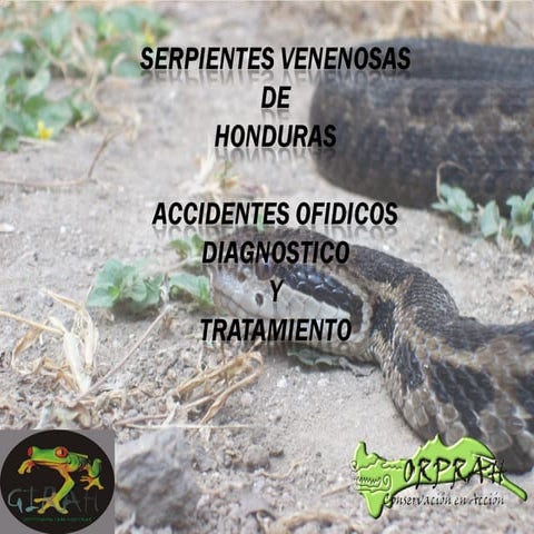 Presentación accidentes11