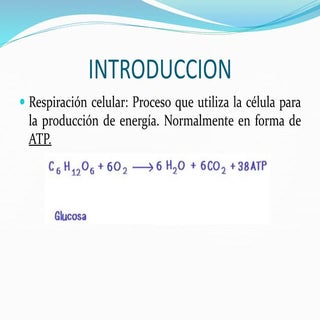 ciclo de krebs