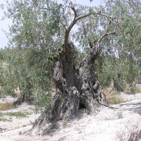 Presentación comarca del guadajoz PPT