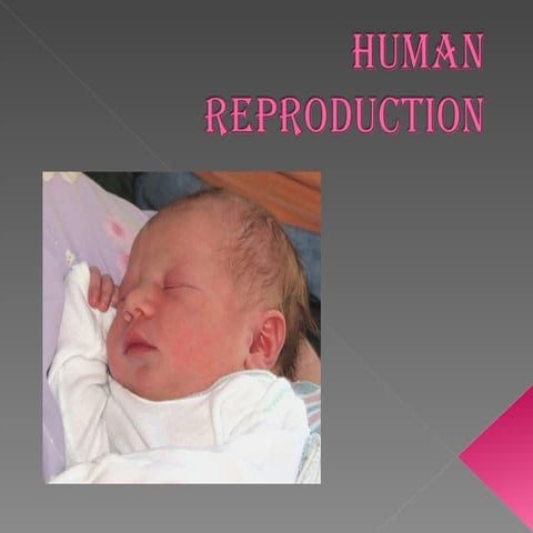 Presentación david human reproduction