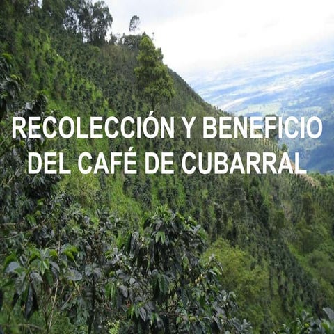 Presentación del café