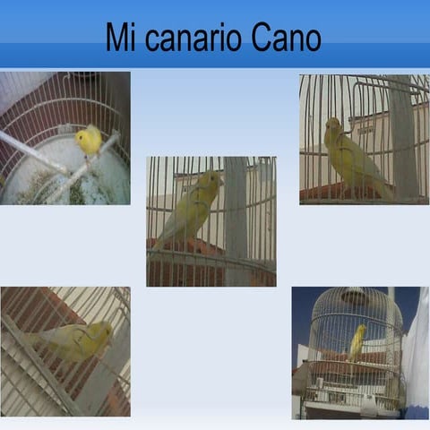 Mi mascota por María G,