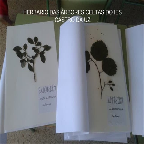 Presentación do herbario das árbores celtas