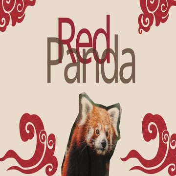 The Red Panda | PPTX