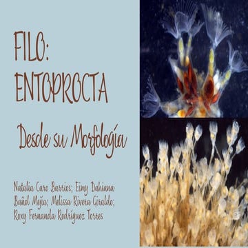FILO ENDOPROCTOS (ENTOPROCTOS).pptx diapositivas | PPTX