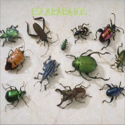 PRESENTACIÓN ESCARABAJOS