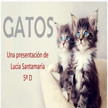 Presentación gatos