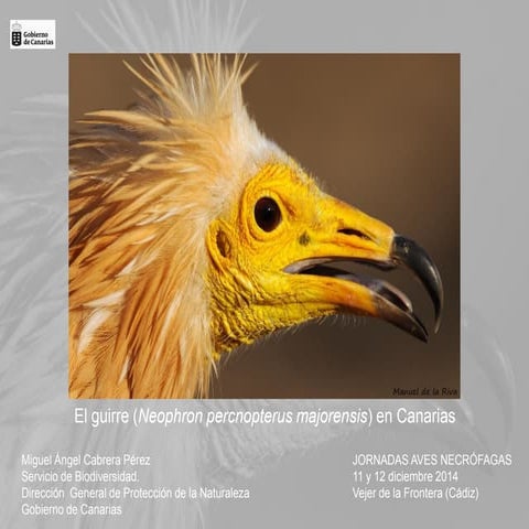 El guirre (Neophron percnopterus majorensis) en Canarias