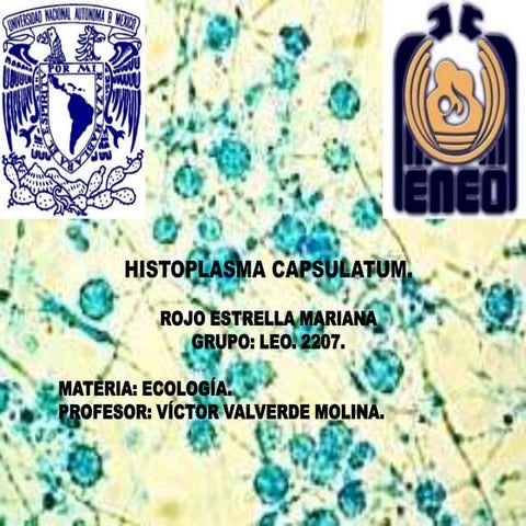 HISTOPLASMA CAPSULATUM