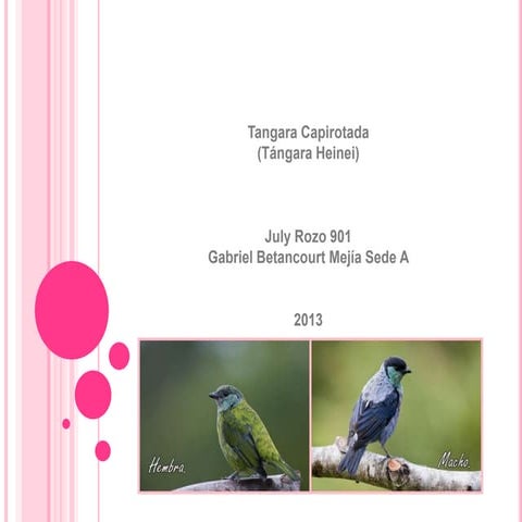 Presentación july rozo..